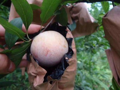 ​苹果李（血李）6月15日上市 来自广东美丽乡村乐昌九峰