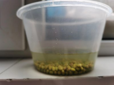 ​发豆芽菜的方法