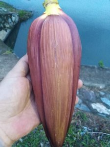 ​香蕉花一种特色美食 ，特别合适想减肥的你，吃过吗看下制作过程