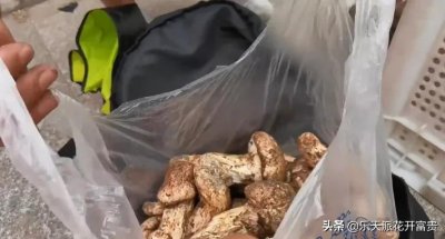 ​为什么四川雅江的松茸闻名国内外呢？
