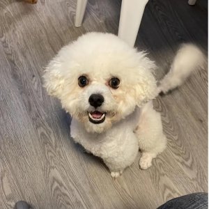​凯锐思狗粮到底怎么了？狗是杂食动物为什么也要选无谷狗粮？