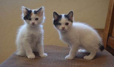 ​来自日本短尾巴的猫，短尾猫