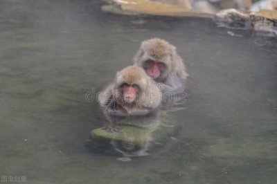 ​水猴子是个什么玩意