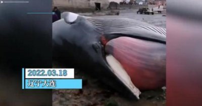 ​大连海滩出现死亡鲸鱼，专家警惕：不要靠近，随时可能会鲸爆