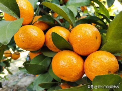 ​砂糖橘又被推上“高端神坛”，价格12.00元一斤