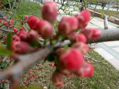 ​中学语文教材李白诗《送元二使安西》中的安西是今天何地？