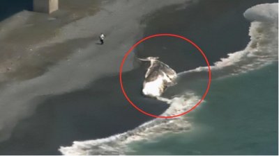 ​与核污染有关？14米长抹香鲸在日本神奈川海滩搁浅，体内疑有宝贝