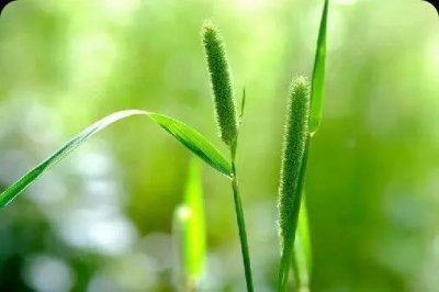 ​《咏草》七律