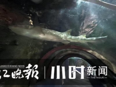 ​霸屏一早上的大可爱已到新家 杭州海底世界的护士鲨正在“床”上小憩