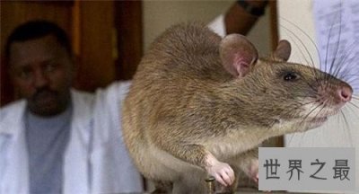 ​世界上最大的老鼠，体型大到都可以吃猫了！