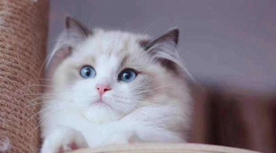 ​什么品种猫最粘人？世界十大最粘人的猫