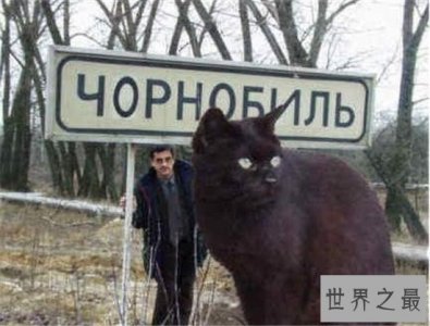 ​乌克兰巨猫堪称世界第一巨猫，因为核泄漏变成畸形