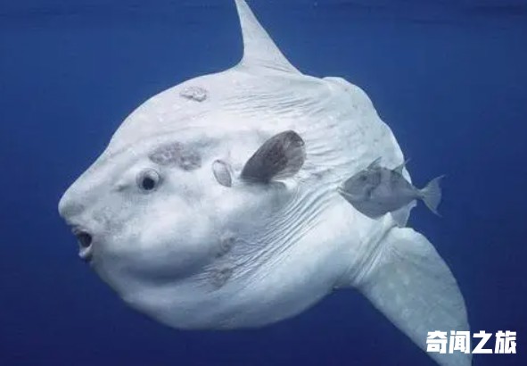 世界上哪些动物很搞笑（最搞笑动物大合集）(3)_