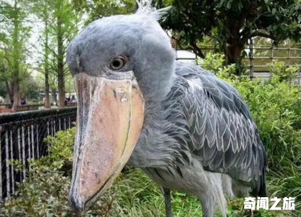世界上哪些动物很搞笑（最搞笑动物大合集）(5)_