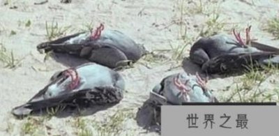 ​为什么动物会装死，科学解释动物的装死行为