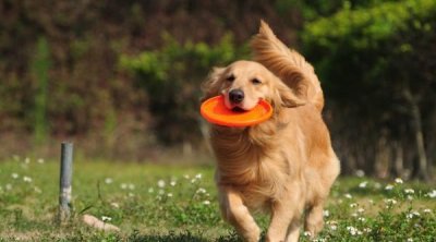 ​世界上10大性格最温顺的狗，金毛犬排在第一位
