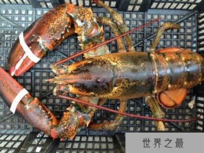 ​世界最大龙虾，波士顿龙虾重达20公斤