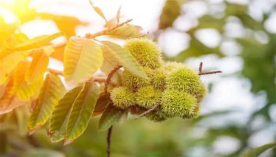 ​栗子树种植后几年结果？栗子树种植多少年才长果实？