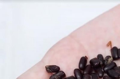 ​蟑螂卵鞘多久能孵化出来