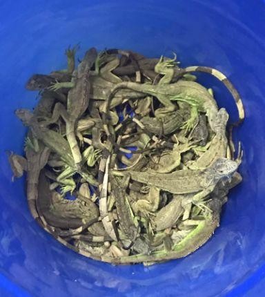 绿鬣蜥好养吗（吓有人养了球蟒）(5)
