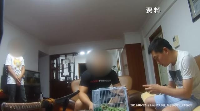 绿鬣蜥好养吗（吓有人养了球蟒）(6)