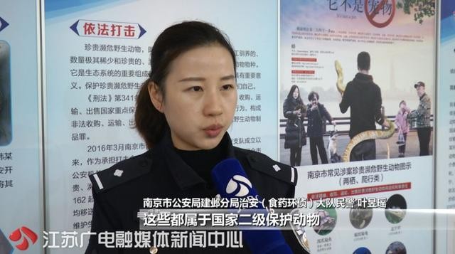 绿鬣蜥好养吗（吓有人养了球蟒）(7)