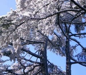 黄山的四绝是什么（安徽5A级景区黄山）(6)