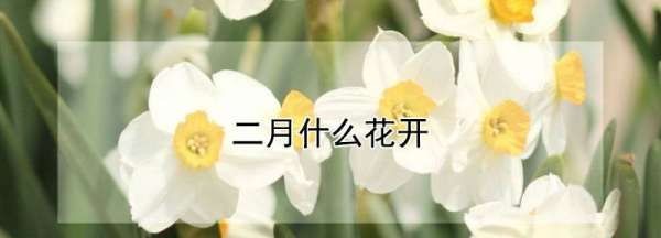 二月开什么花,二月开什么花图2