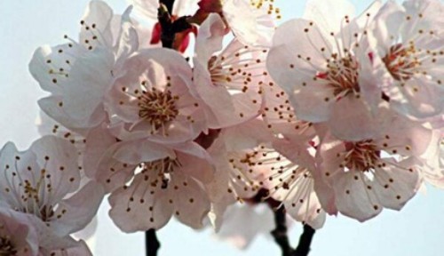 二月开什么花,二月开什么花图4