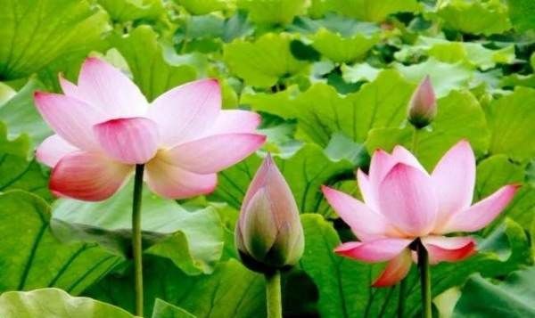 二月开什么花,二月开什么花图8