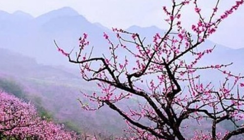 二月开什么花,二月开什么花图3