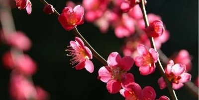 ​二月开什么花,二月开什么花