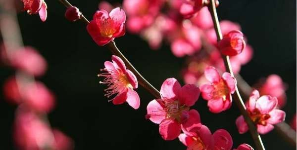 二月开什么花,二月开什么花图1
