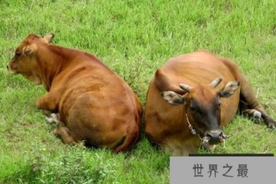 ​盘点世界动物之最，你都知道哪些？