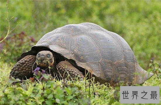 世界最大乌龟，竟然只吃植物！