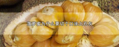 ​菠萝蜜为什么要切个口涂上石灰