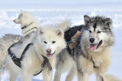 ​宠物狗系列之阿拉斯加雪橇犬