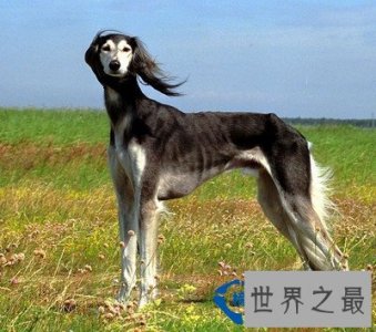 ​世界上最贵的犬排名