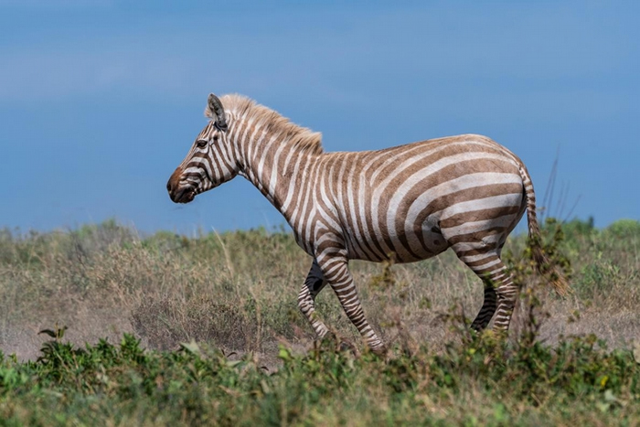 一只患有局部白化症（partial albinism）的斑马走过塞伦盖提国家公园（Serengeti National Park）的一个峡谷。 有少数白化斑马被