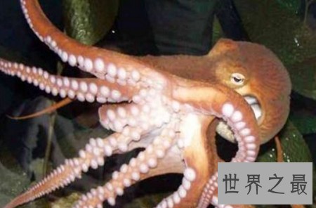 世界上最聪明的动物排行榜，你认为最蠢的排了第二？