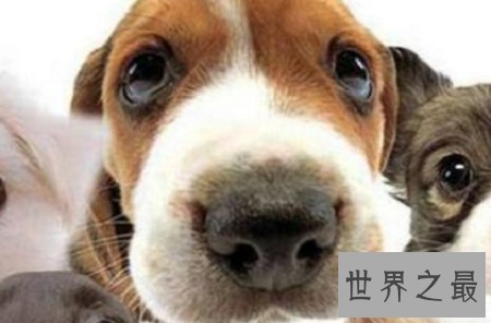 世界上最聪明的动物排行榜，你认为最蠢的排了第二？