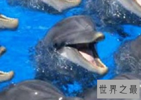 世界上最聪明的动物排行榜，你认为最蠢的排了第二？