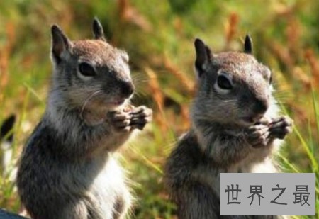 世界上最聪明的动物排行榜，你认为最蠢的排了第二？