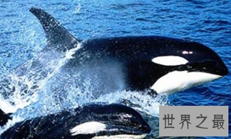 世界上最聪明的动物排行榜，你认为最蠢的排了第二？