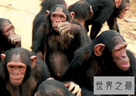 世界上最聪明的动物排行榜，你认为最蠢的排了第二？