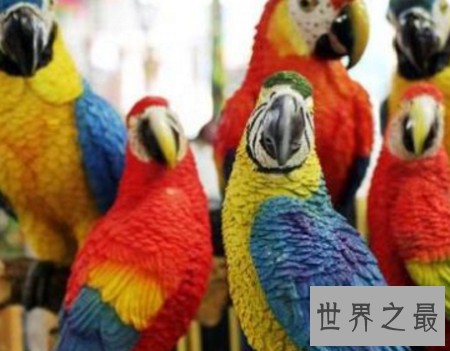 世界上最聪明的动物排行榜，你认为最蠢的排了第二？
