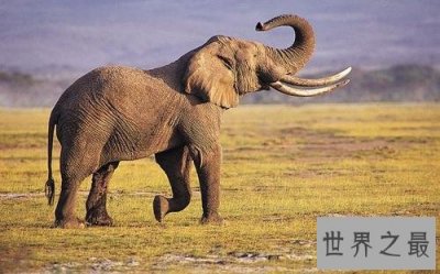 ​世界上睡眠最少的动物，这个庞然大物一天只睡一两个小时!