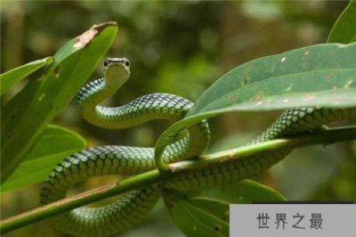 ​世界上最酷的10条蛇 你知道会飞的蛇吗