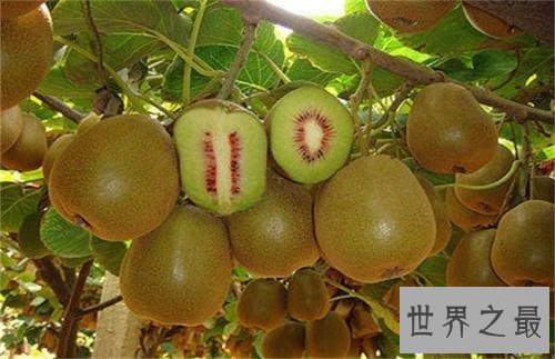 富含维生素C最多的水果，猕猴桃可以抵抗糖尿病！