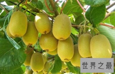 ​富含维生素C最多的水果，猕猴桃可以抵抗糖尿病！